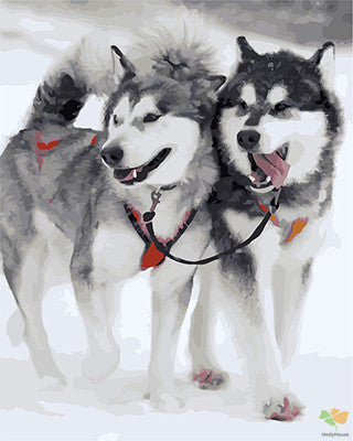 Cat & Dog Paint By Numbers Kits UK GX23255