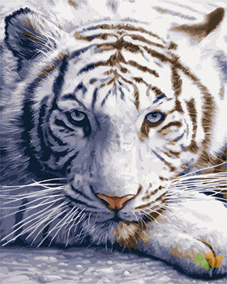 Animal Paint By Numbers Kits UK GX23256