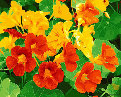 Flower Paint By Numbers Kits UK GX25357