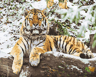 Animal Paint By Numbers Kits UK GX25749