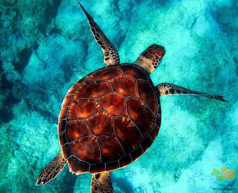 Animal Paint By Numbers Kits UK GX2870