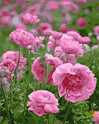 Flower Paint By Numbers Kits UK GX29317