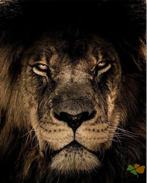 Animal Paint By Numbers Kits UK OTP3501