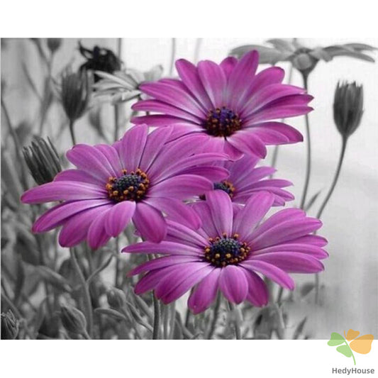 Flower Paint By Numbers Kits UK OTP3548