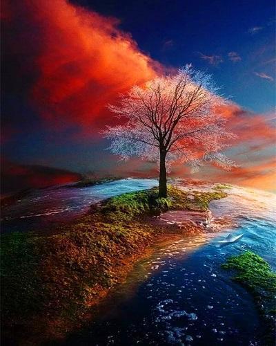 Tree Paint By Numbers Kits UK For Adult PH9218