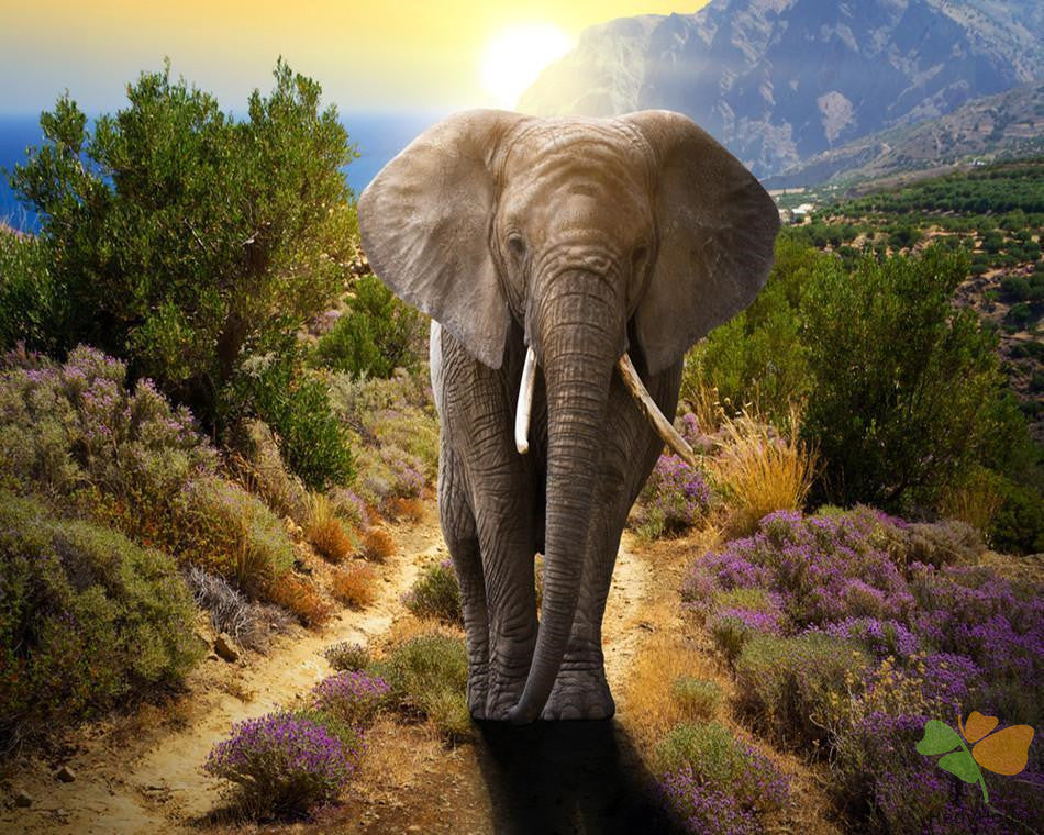 Animal Paint By Numbers Kits UK RA3205