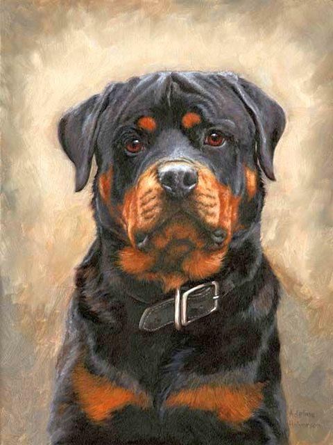 Cat & Dog Paint By Numbers Kits UK For Kids RSB8282