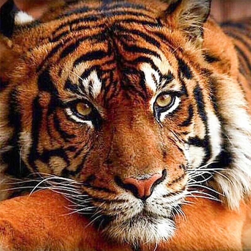 Animal Paint By Numbers Kits UK For Adult TCR3116