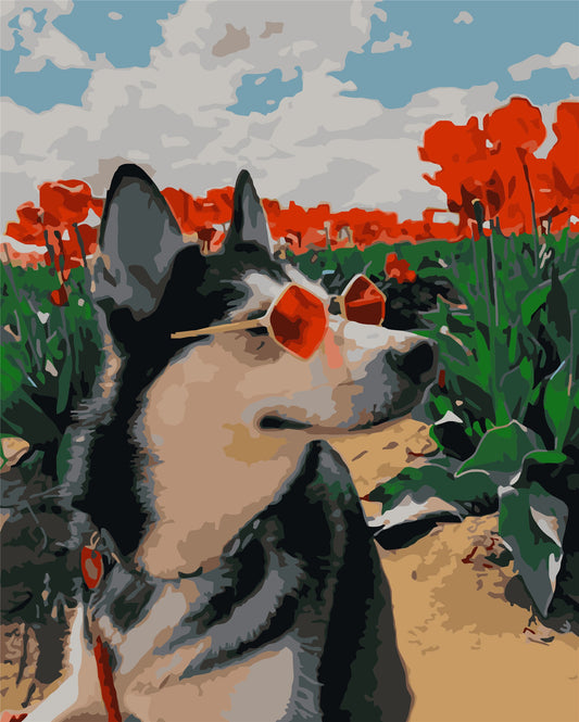 Cat & Dog Paint By Numbers Kits UK WH-1326