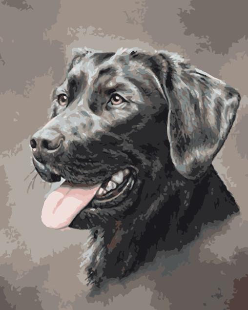 Cat & Dog Paint By Numbers Kits UK For Adult WM-1593
