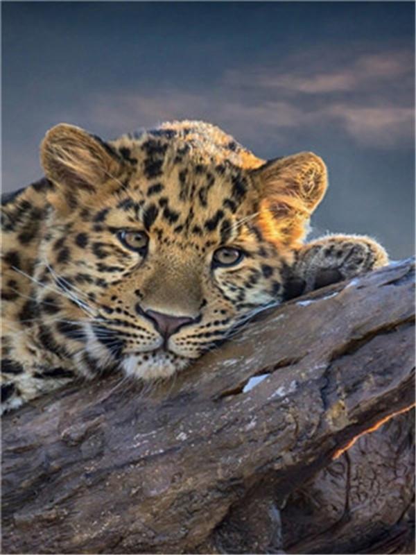 Animal Paint By Numbers Kits UK For Adult Y5302