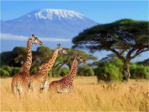 Animal Giraffe Paint By Numbers Kits UK For Adult Y5320