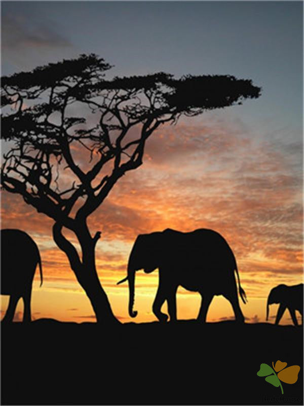 Animal Paint By Numbers Kits UK Y5413