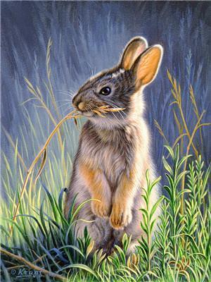 Animal Rabit Paint By Numbers Kits UK For Adult Y5647