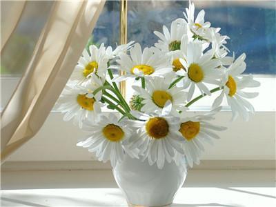 Flower Paint By Numbers Kits UK For Adult Y5679