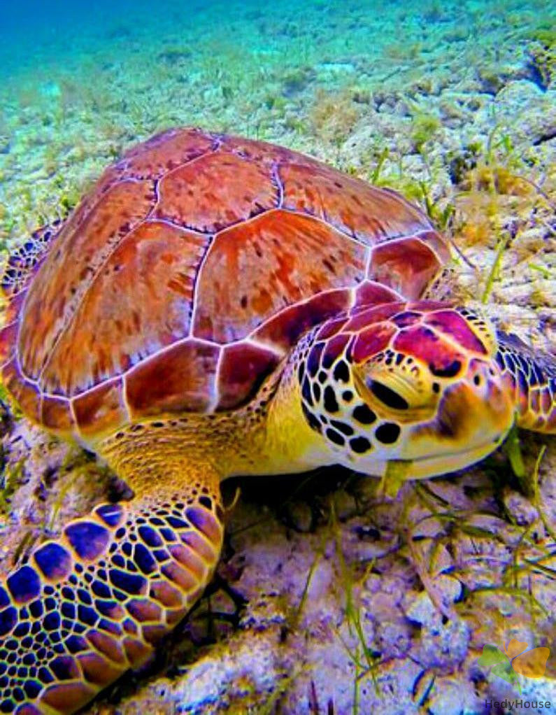 Animal Paint By Numbers Kits UK vm90135